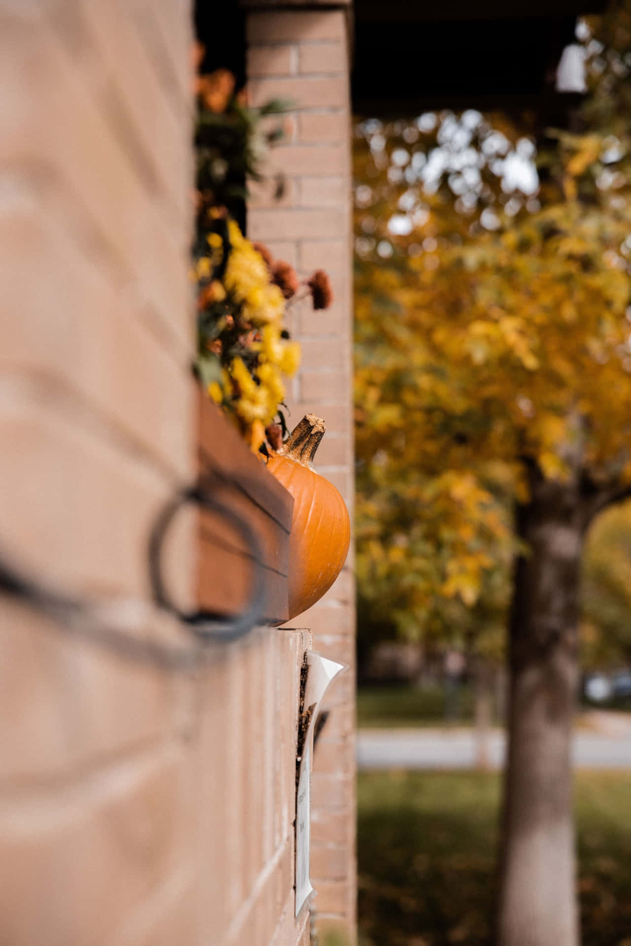 Autumn Pumpkin Wall Decor Wallpaper