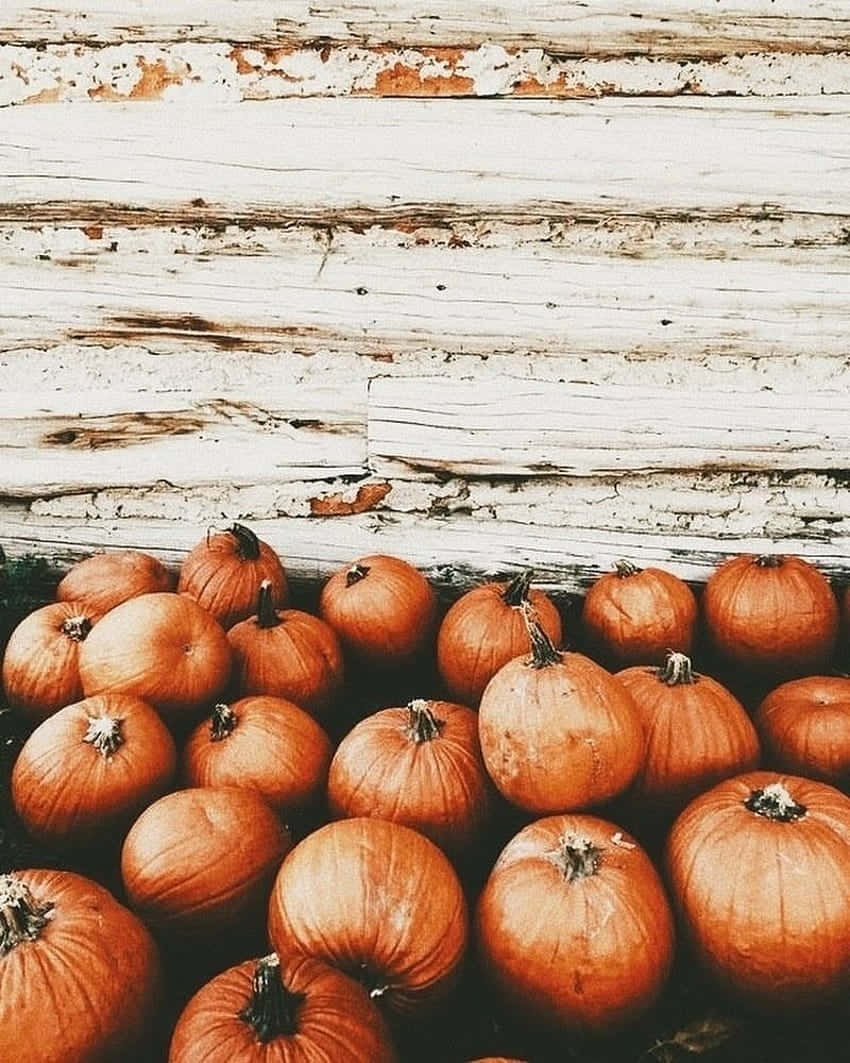 Autumn Pumpkins Against Rustic Wooden Backdrop Wallpaper