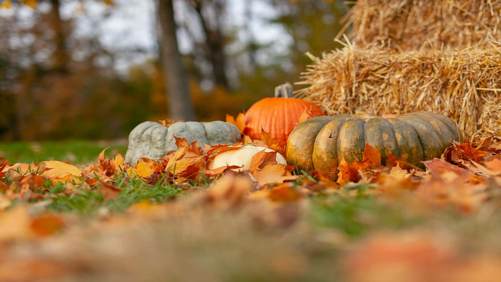 Autumn Pumpkinsand Haystack Wallpaper