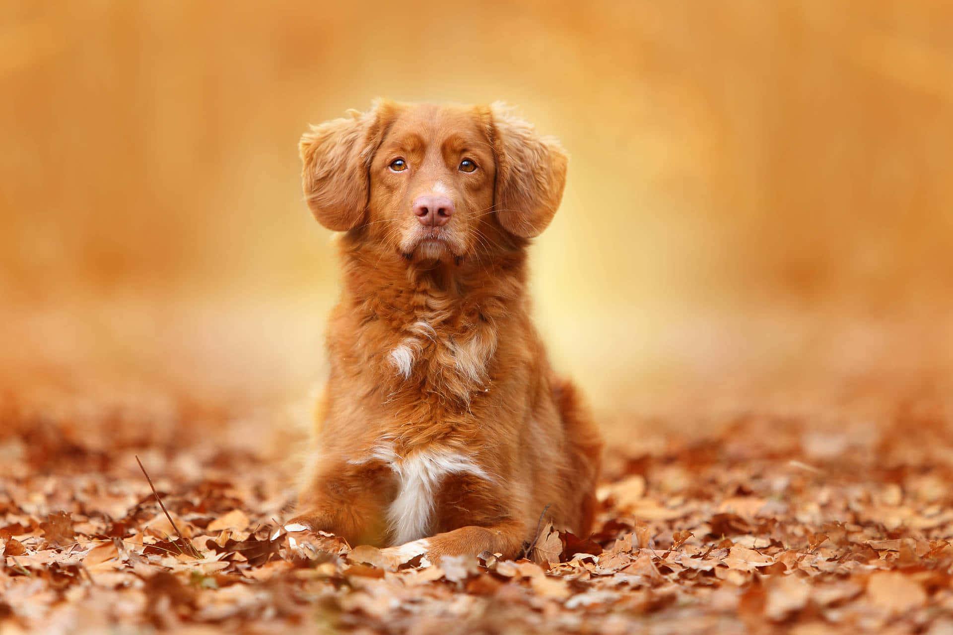 Autumn Puppy Aesthetic.jpg Wallpaper
