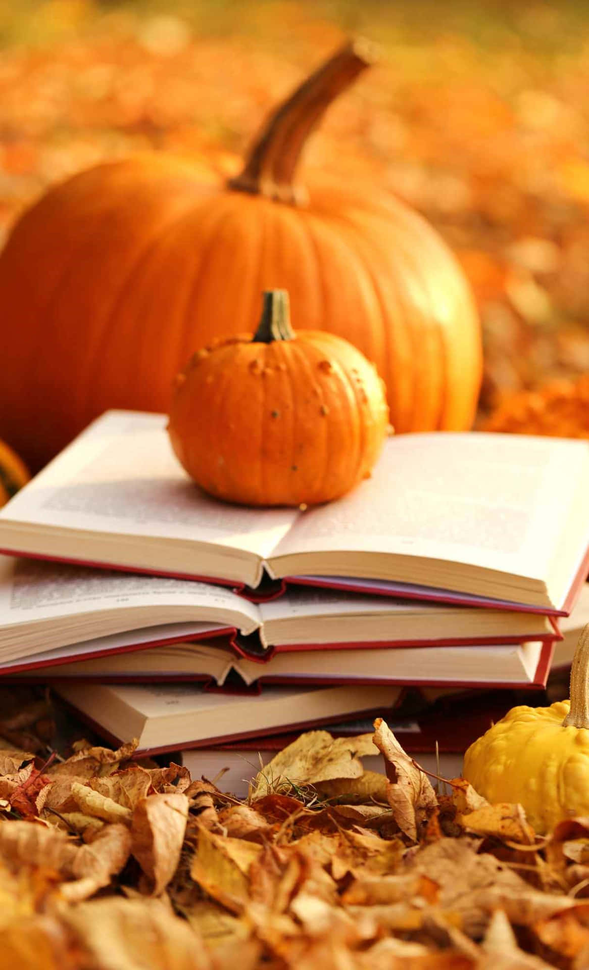 Autumn Reading Pumpkins.jpg Wallpaper