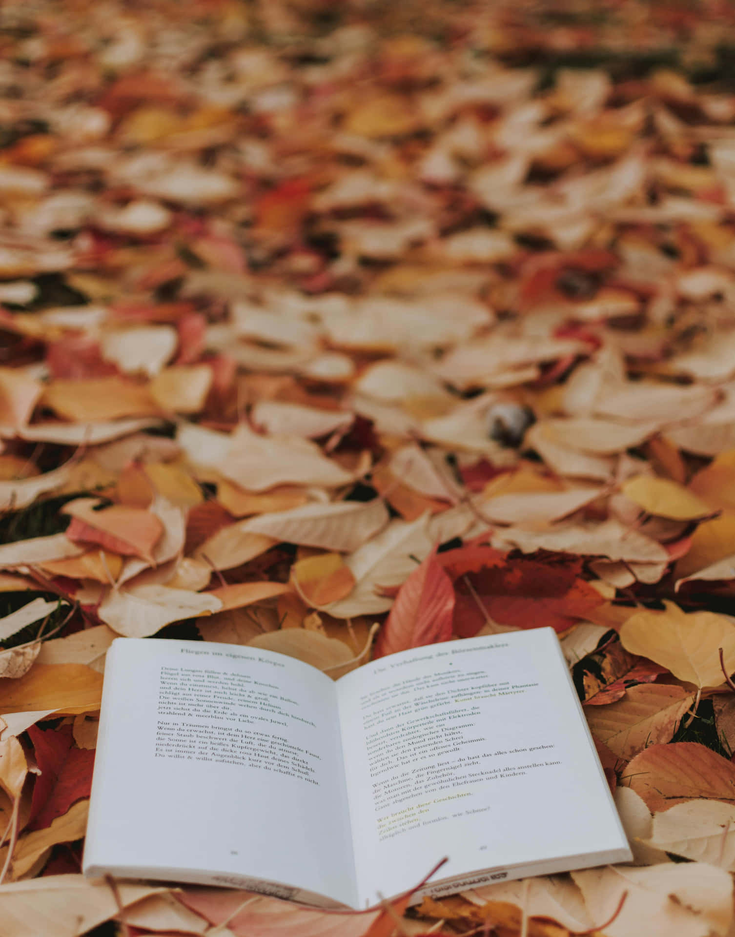 Autumn Readingin Fallen Leaves Wallpaper