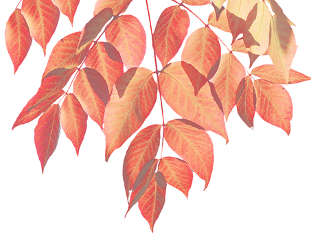 Autumn Red Leaves Black Background PNG