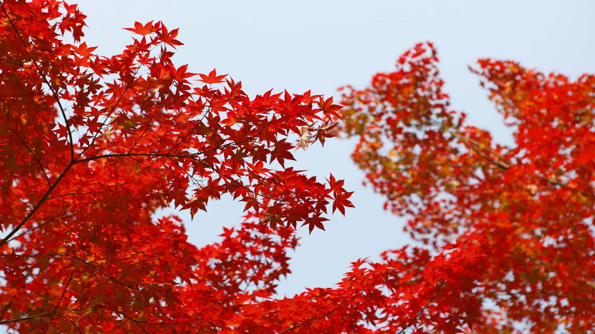 Autumn Red Maple Leaves Desktop Background Wallpaper