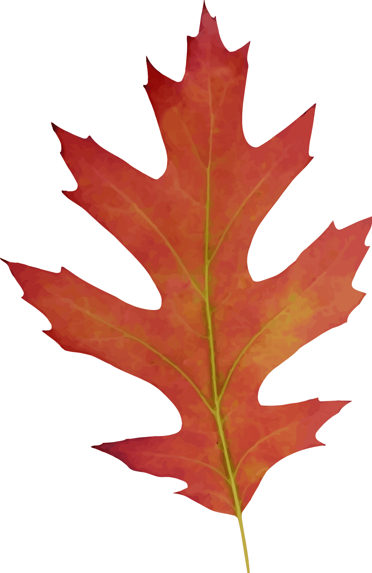 Autumn Red Oak Leaf PNG