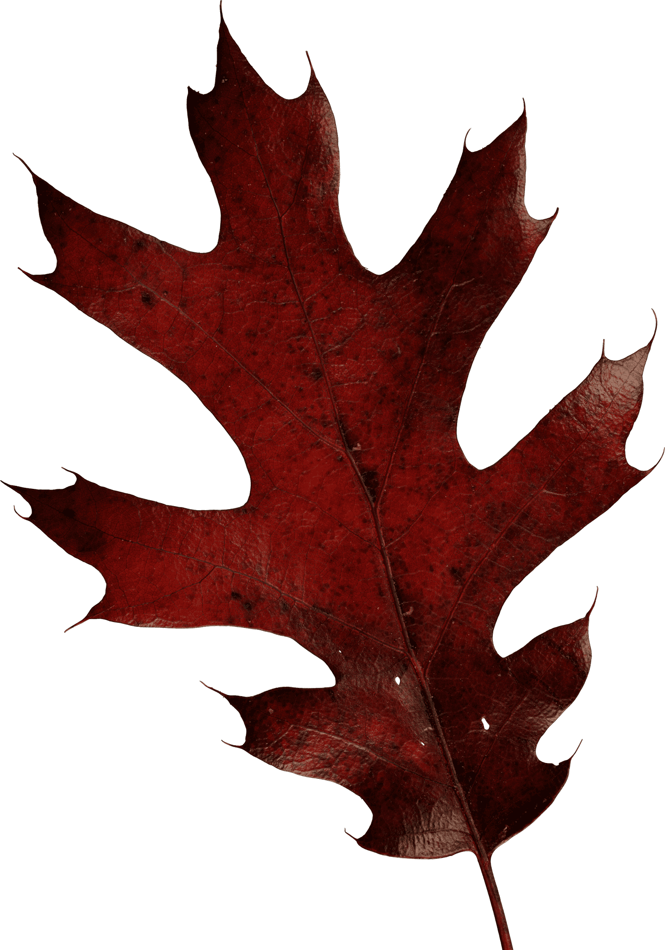 Autumn Red Oak Leaf.png PNG