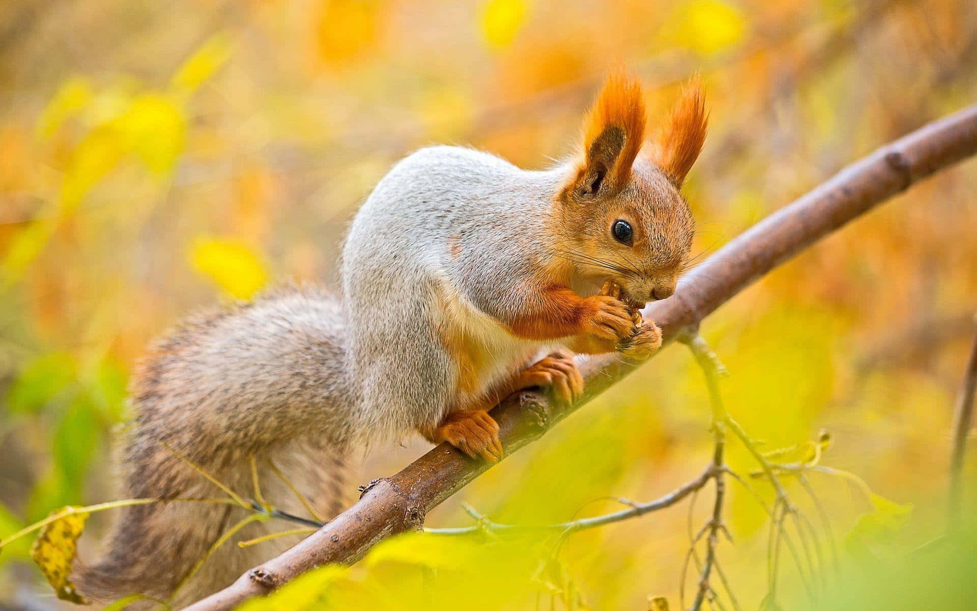Autumn Red Squirrel Feasting Wallpaper