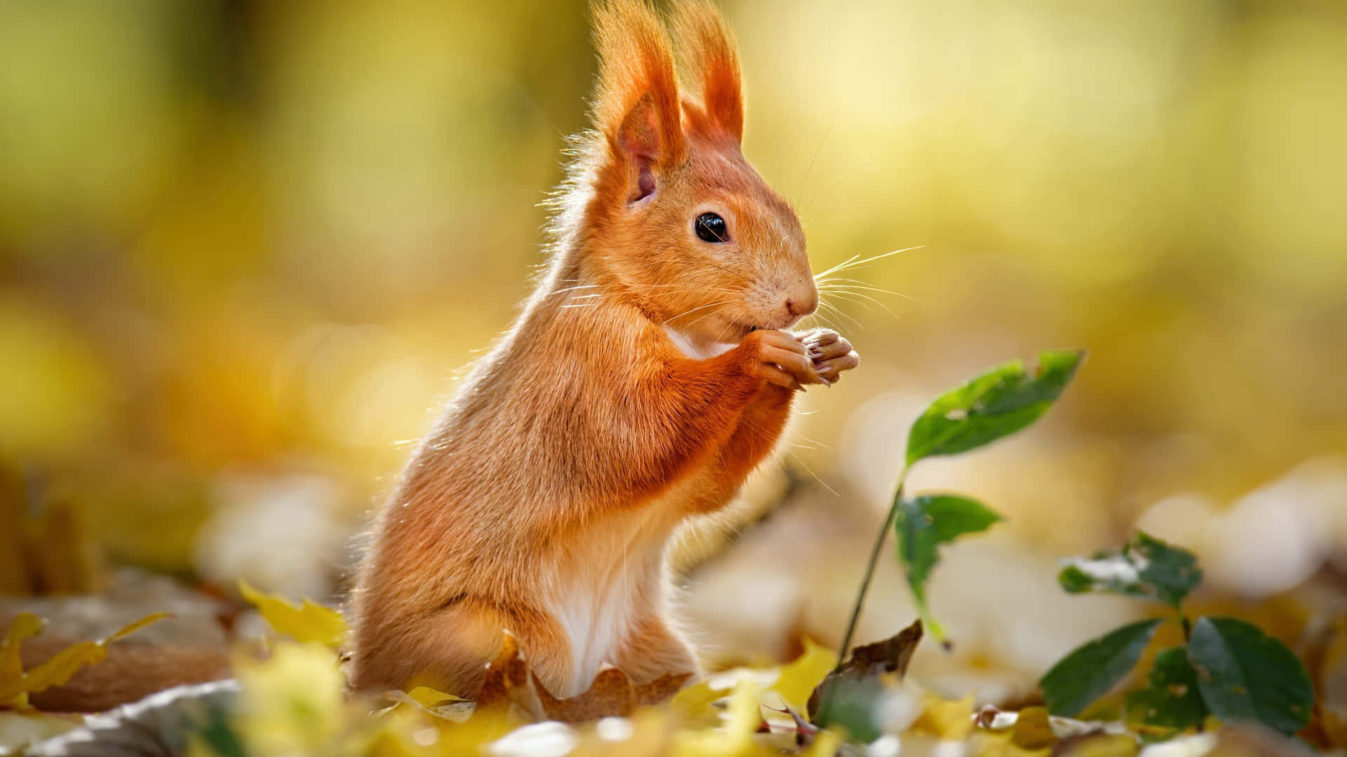 Autumn_ Red_ Squirrel_ Nibbling Wallpaper