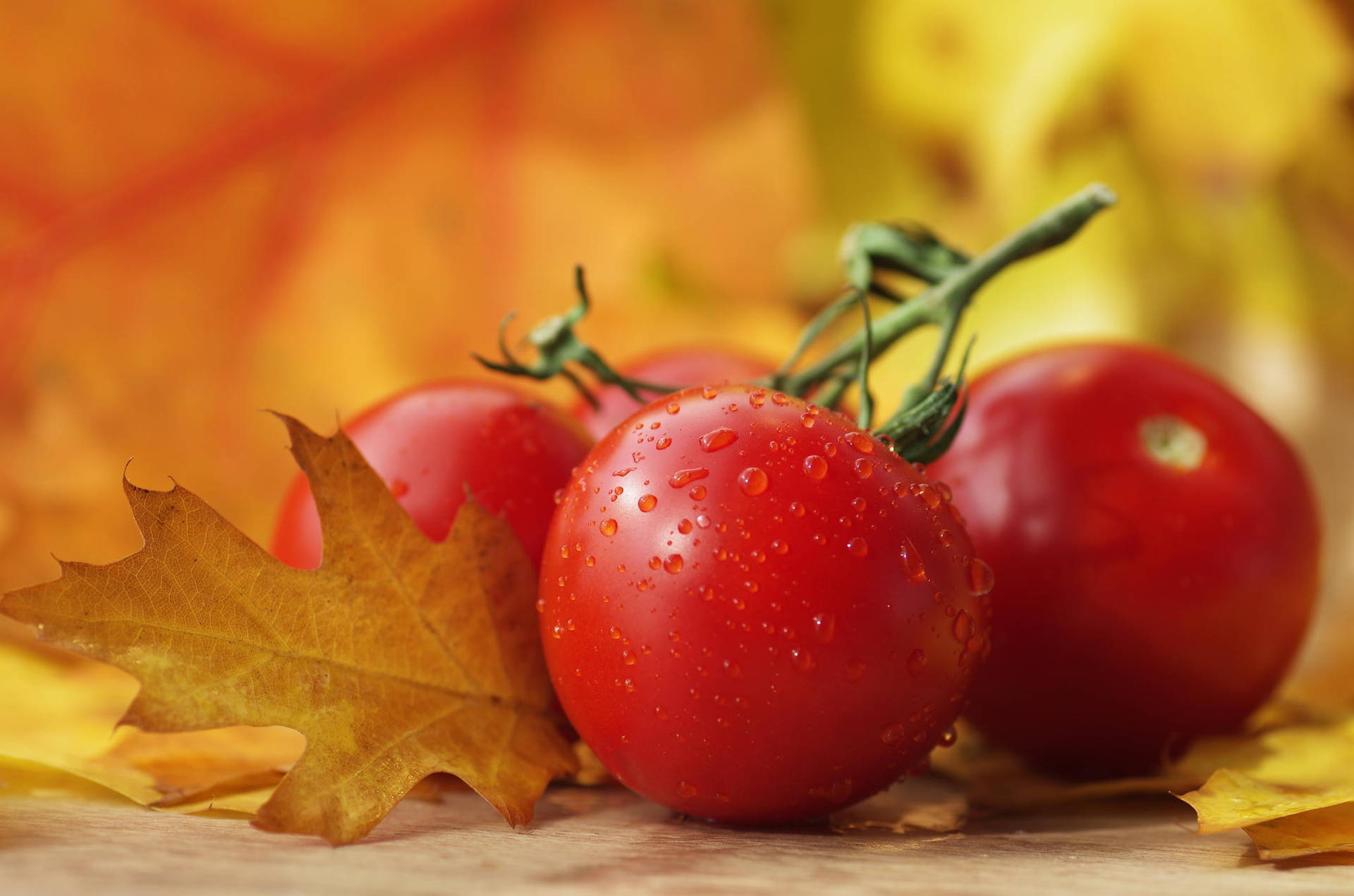 Autumn Red Tomato Fruit Bunches Wallpaper