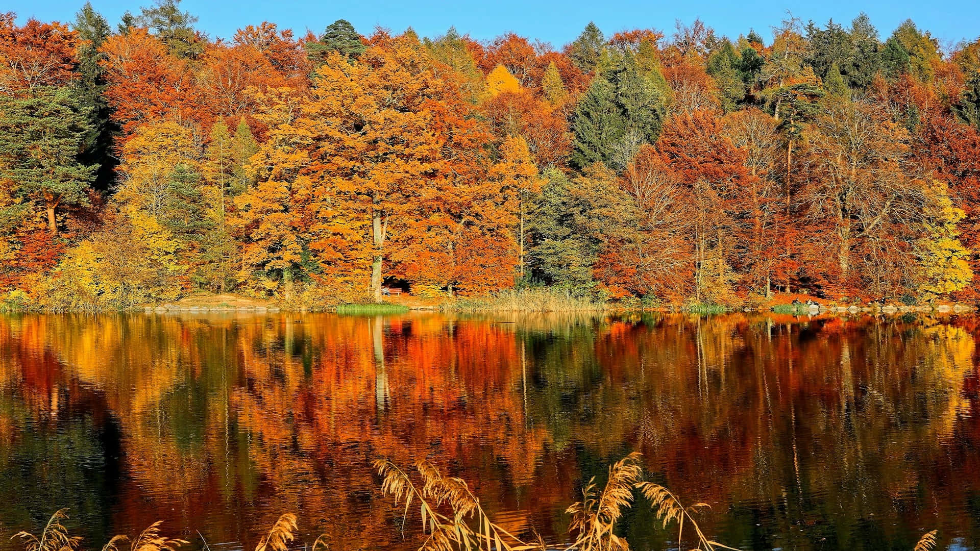 Autumn Reflections Lake H D Wallpaper