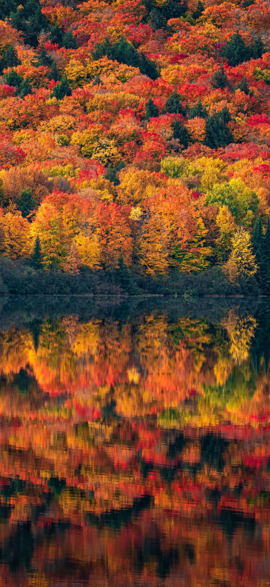 Autumn Reflections Lake Vertical Wallpaper