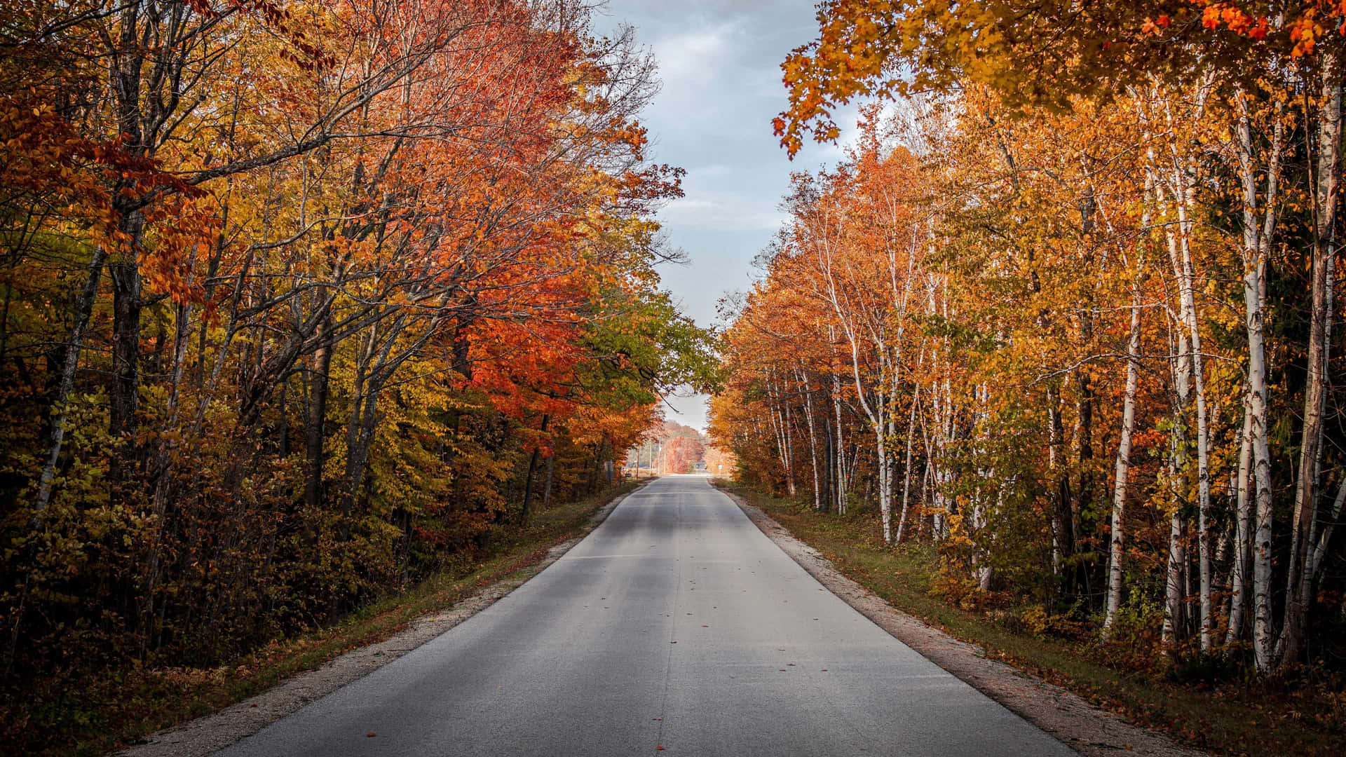 Autumn Road Canopy Fall Colors Wallpaper