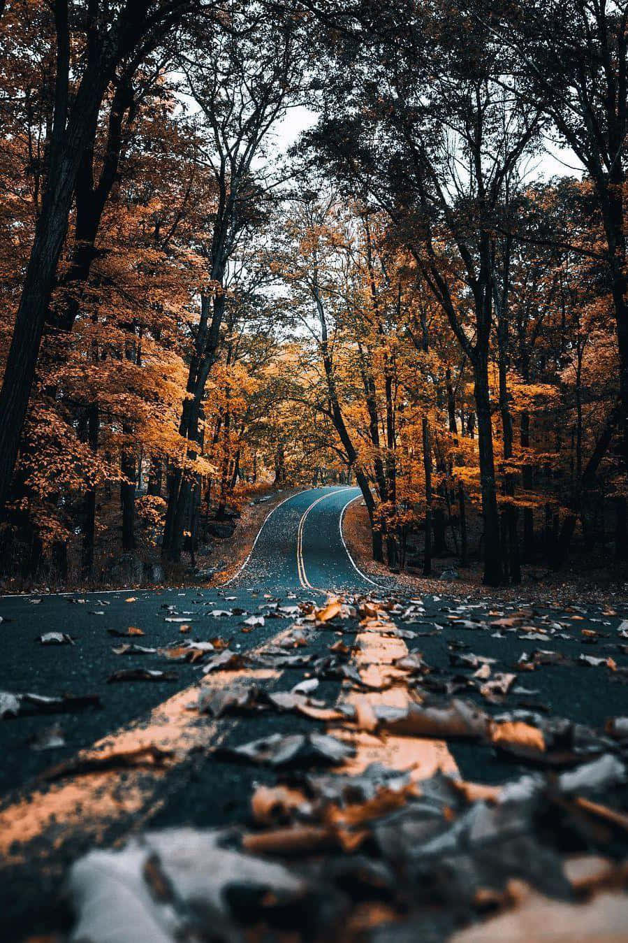 Autumn Road Cozy Aesthetic.jpg Wallpaper