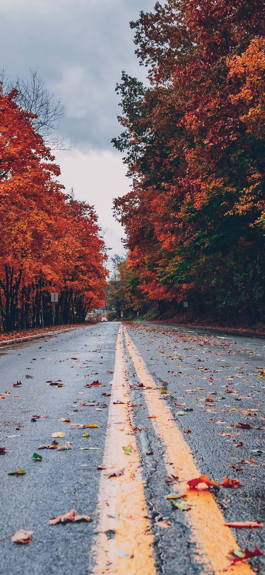 Autumn Road Fall Colors.jpg Wallpaper