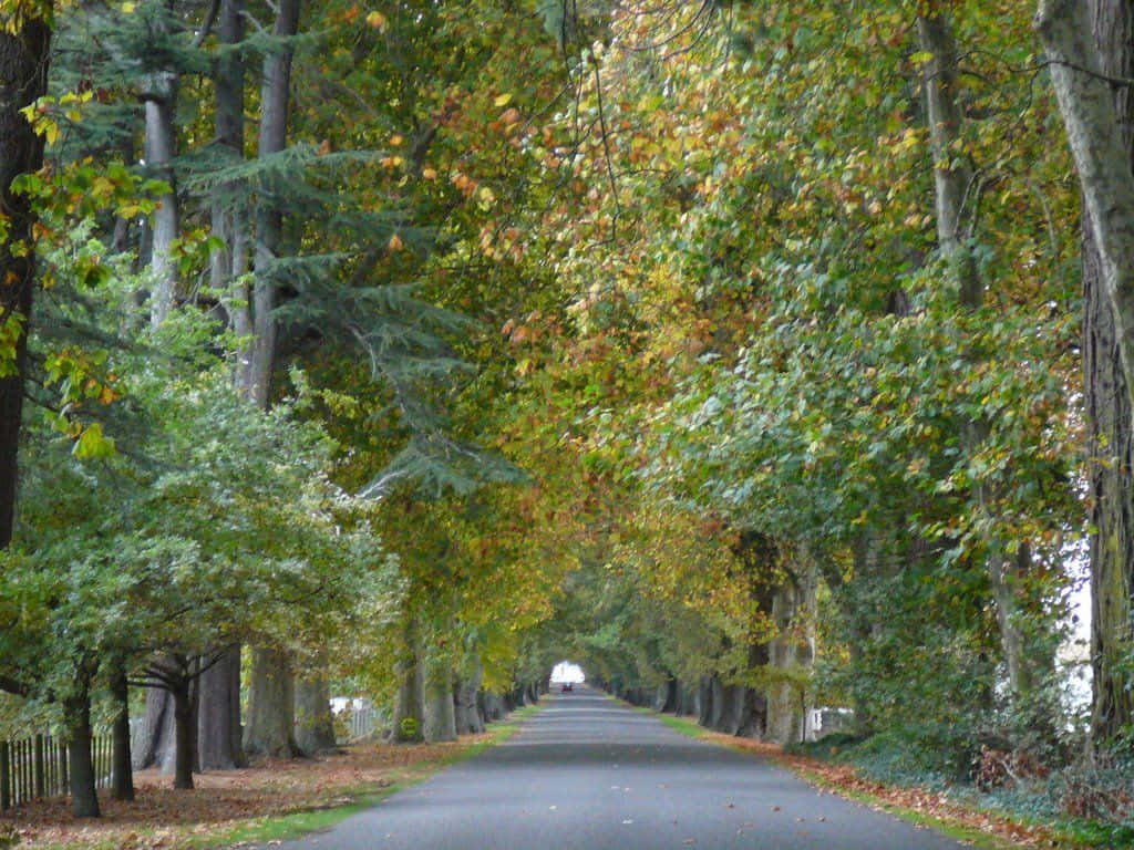 Autumn Road Hastings New Zealand Wallpaper