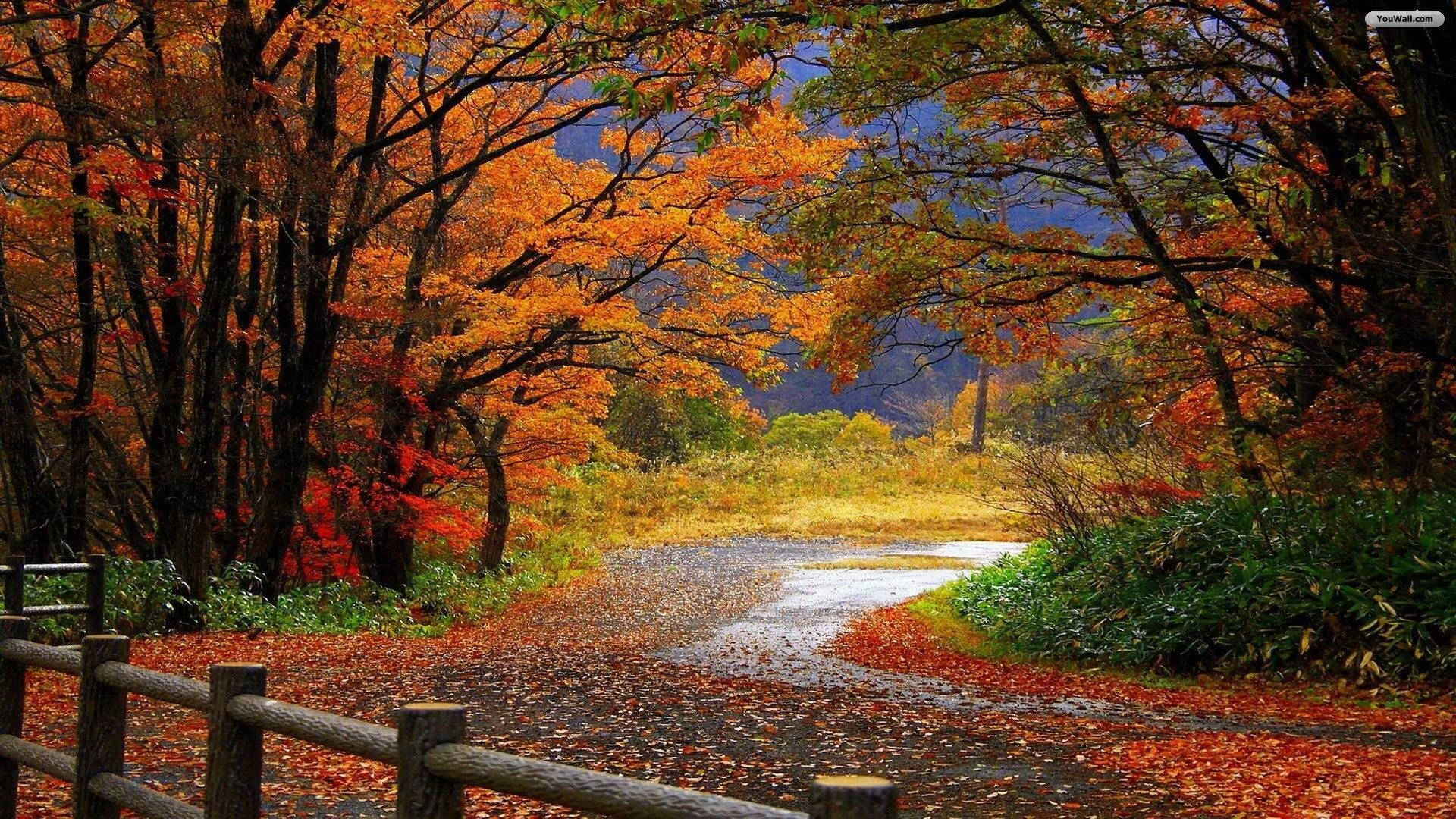 Autumn Road Hd Scenery Wallpaper