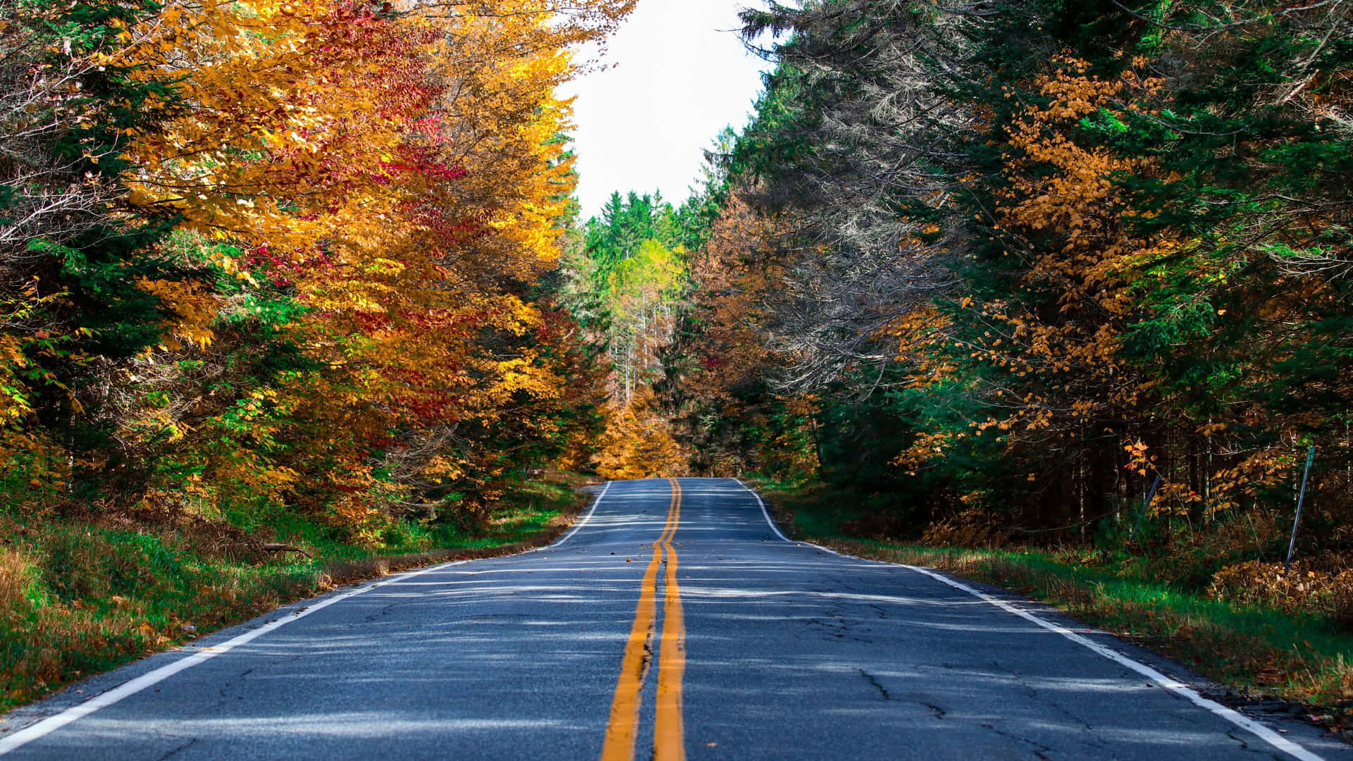 Autumn Road Scenery Wallpaper