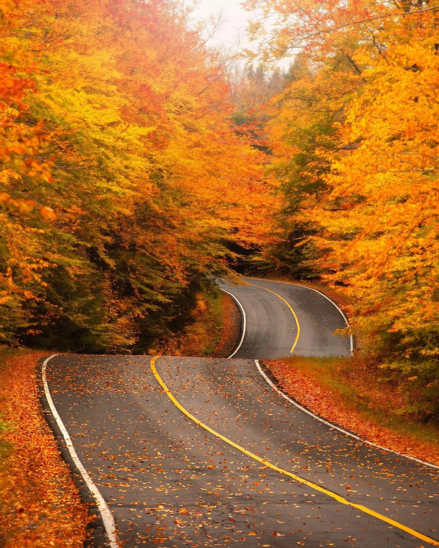 Autumn Road Surroundedby Fall Foliage Wallpaper