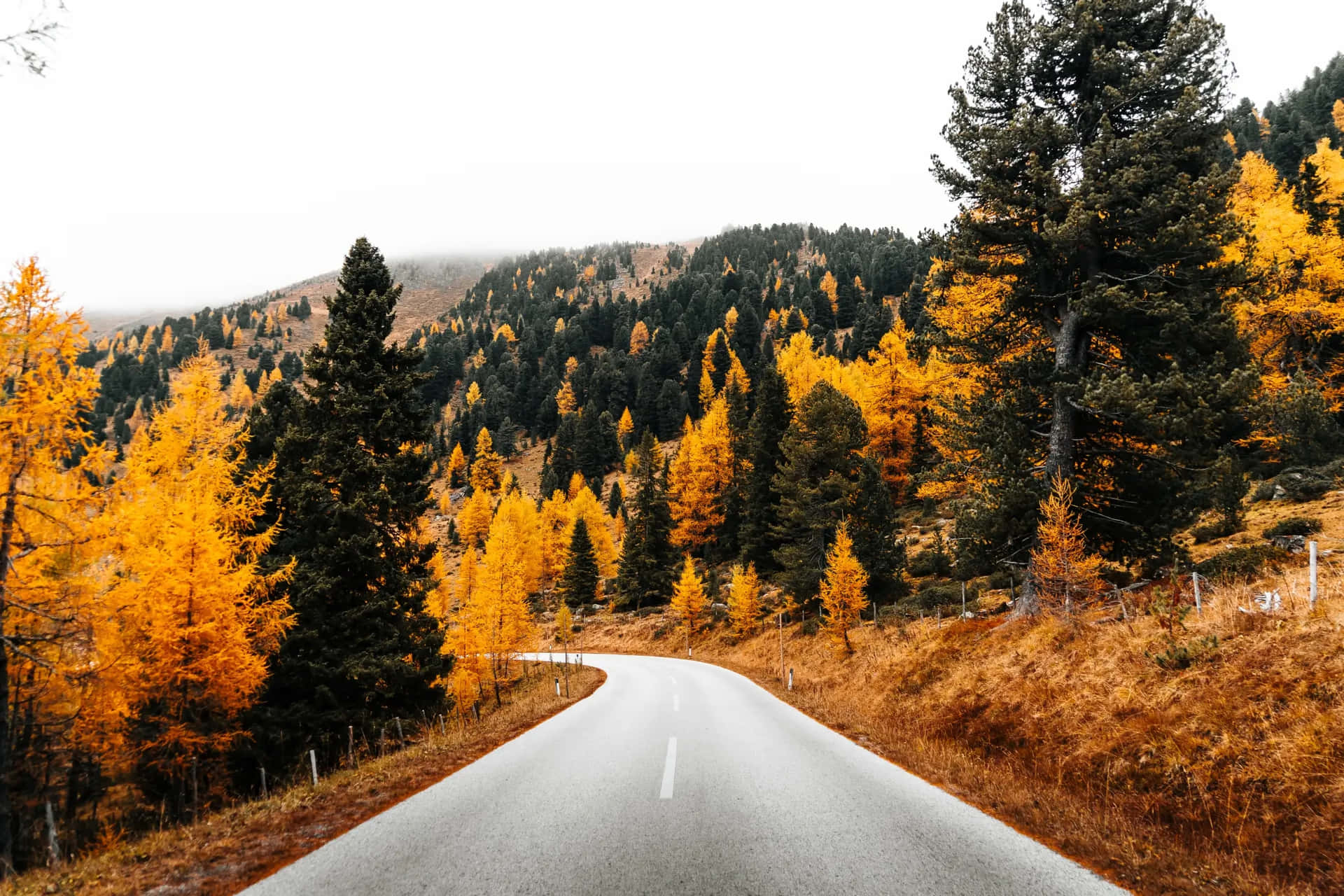 Autumn Road Through Forest.jpg Wallpaper