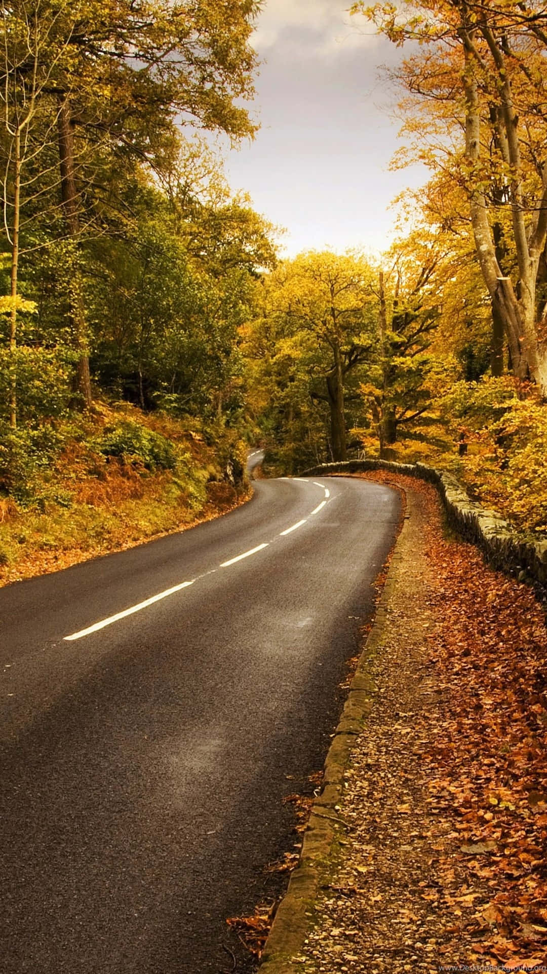 Autumn Road Winding Through Forest.jpg Wallpaper