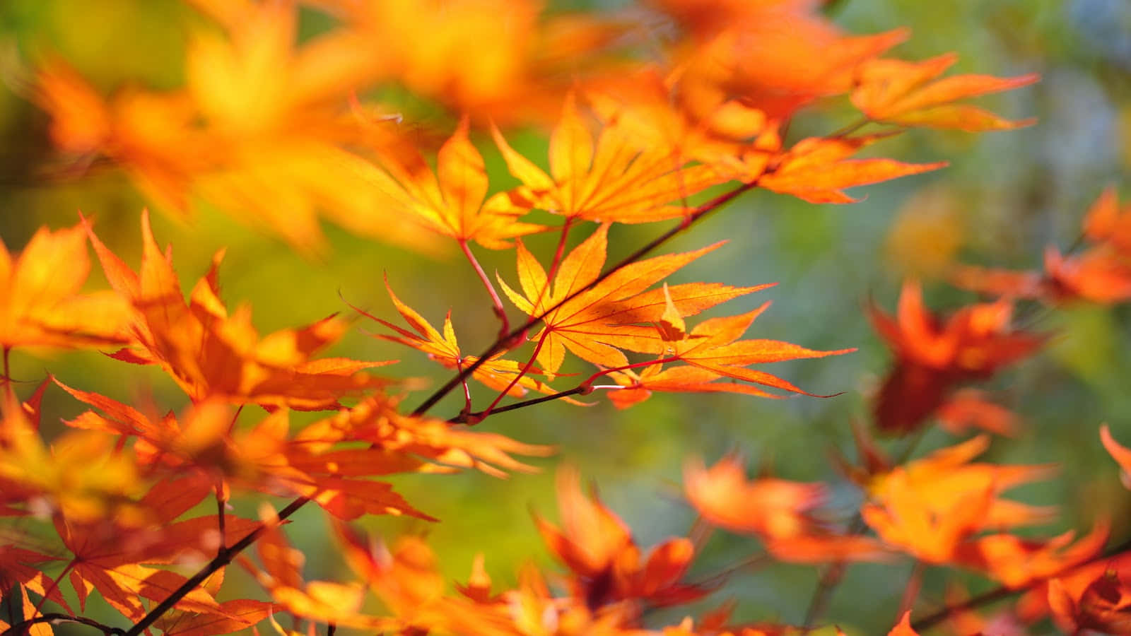 Feieredie Schönheit Des Herbstes