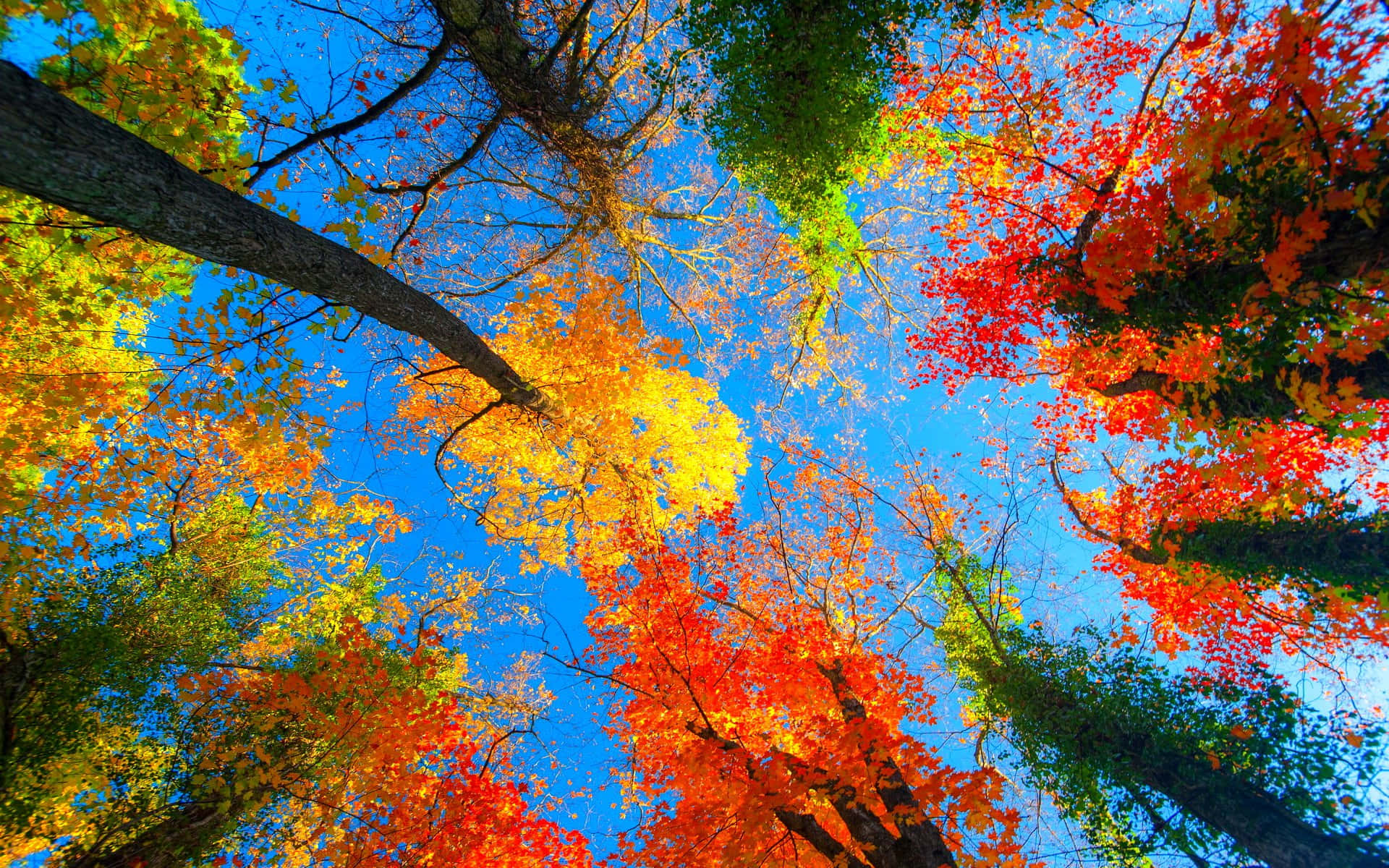 "A beautiful, vibrant Autumn leaves backdrop"