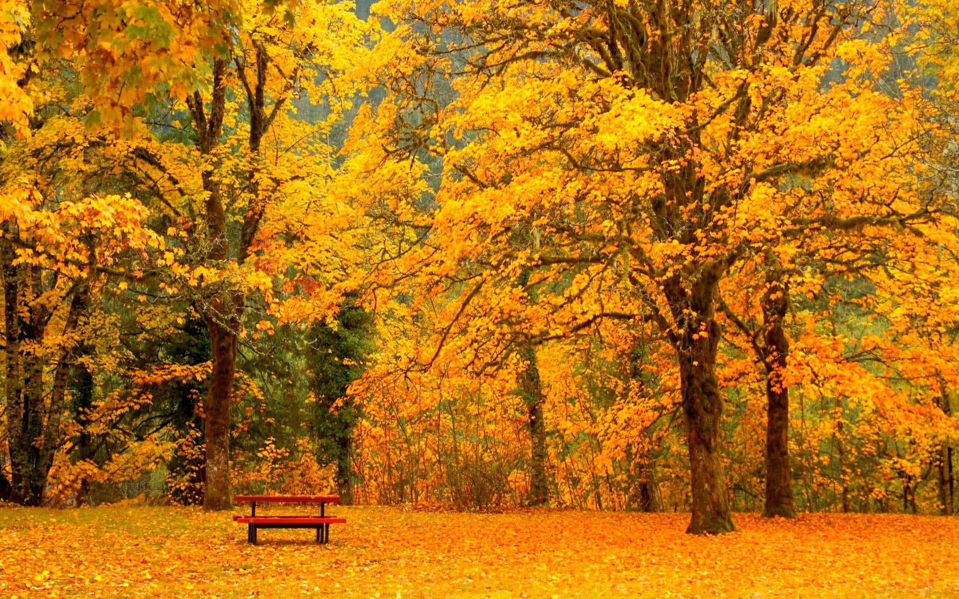 A golden view of vibrant fall foliage