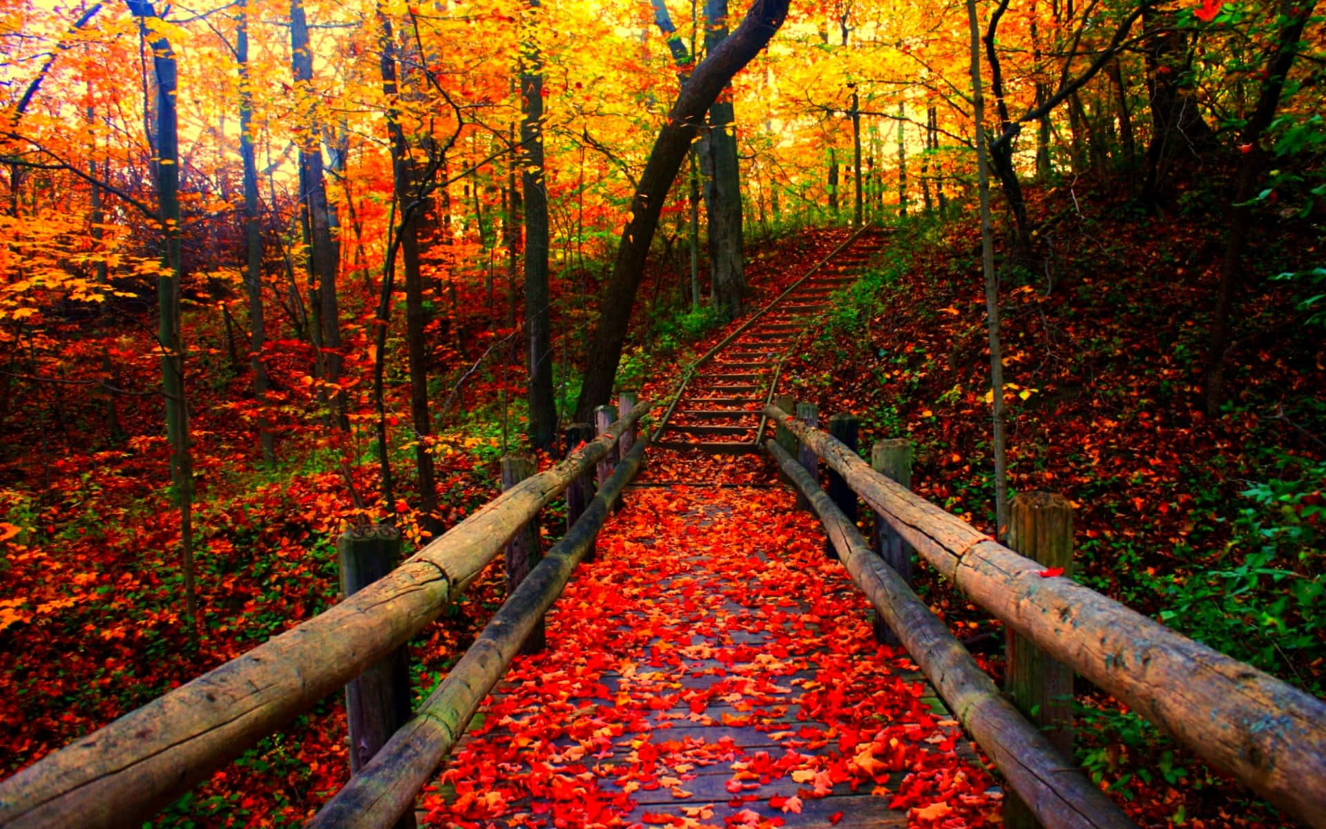 Enjoy the beauty of Autumn season!