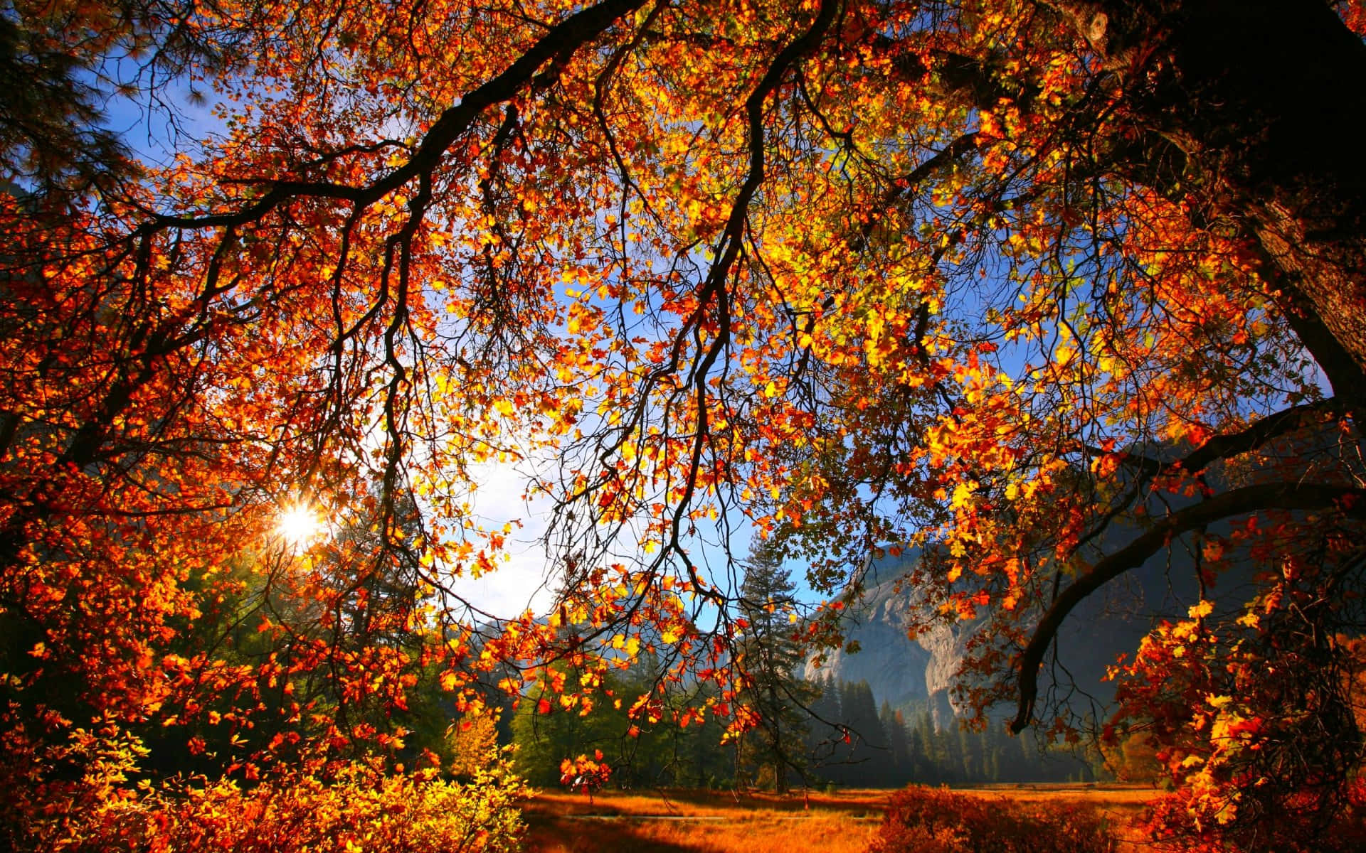 Enjoy the beauty of fall with the golden hues of autumn.