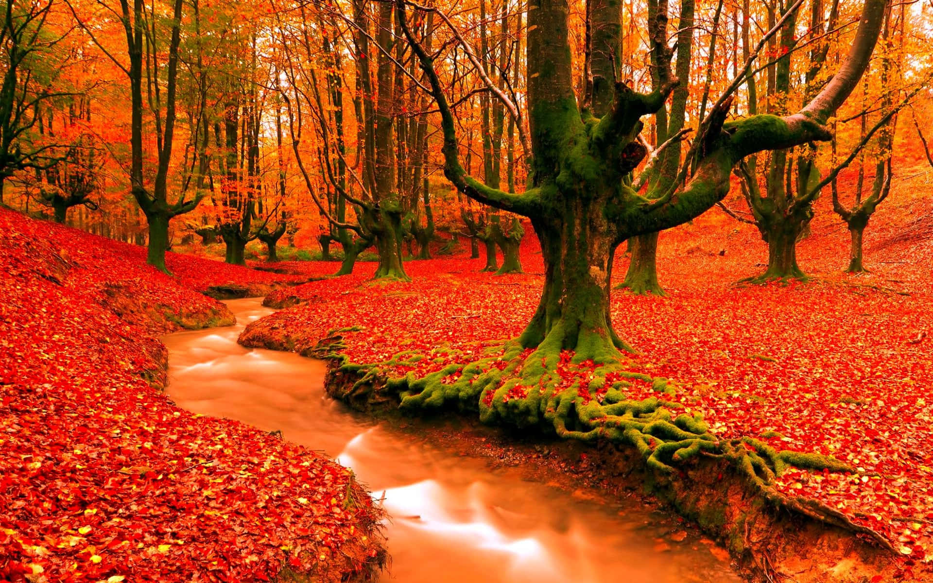 Take in the beauty of autumn season.