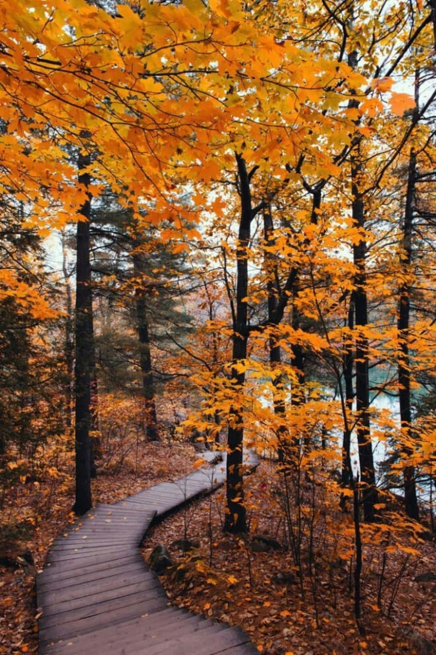 Enjoy the festive fall foliage in all its golden glory.