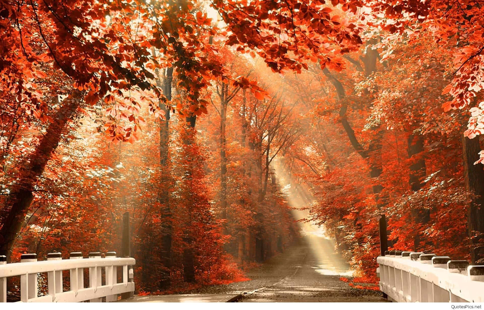 Autumn Season Aesthetic Forest View With Bridge Wallpaper