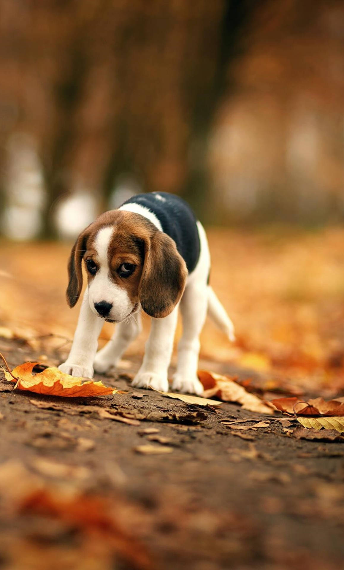 Autumn Season Beagle Dog Wallpaper