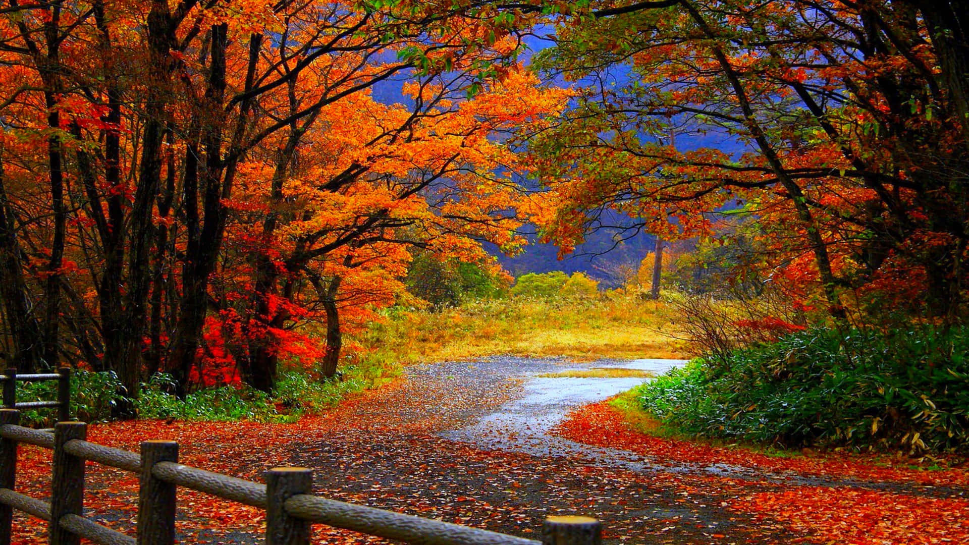 Autumn Season Colorful Aesthetic Nature Landscape Picture