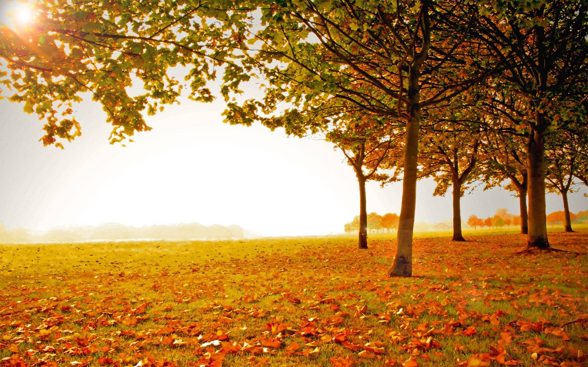 Autumn Season Daylight Wallpaper