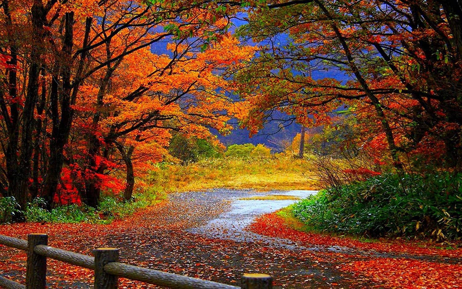 Autumn Season In One Morning Glory Background