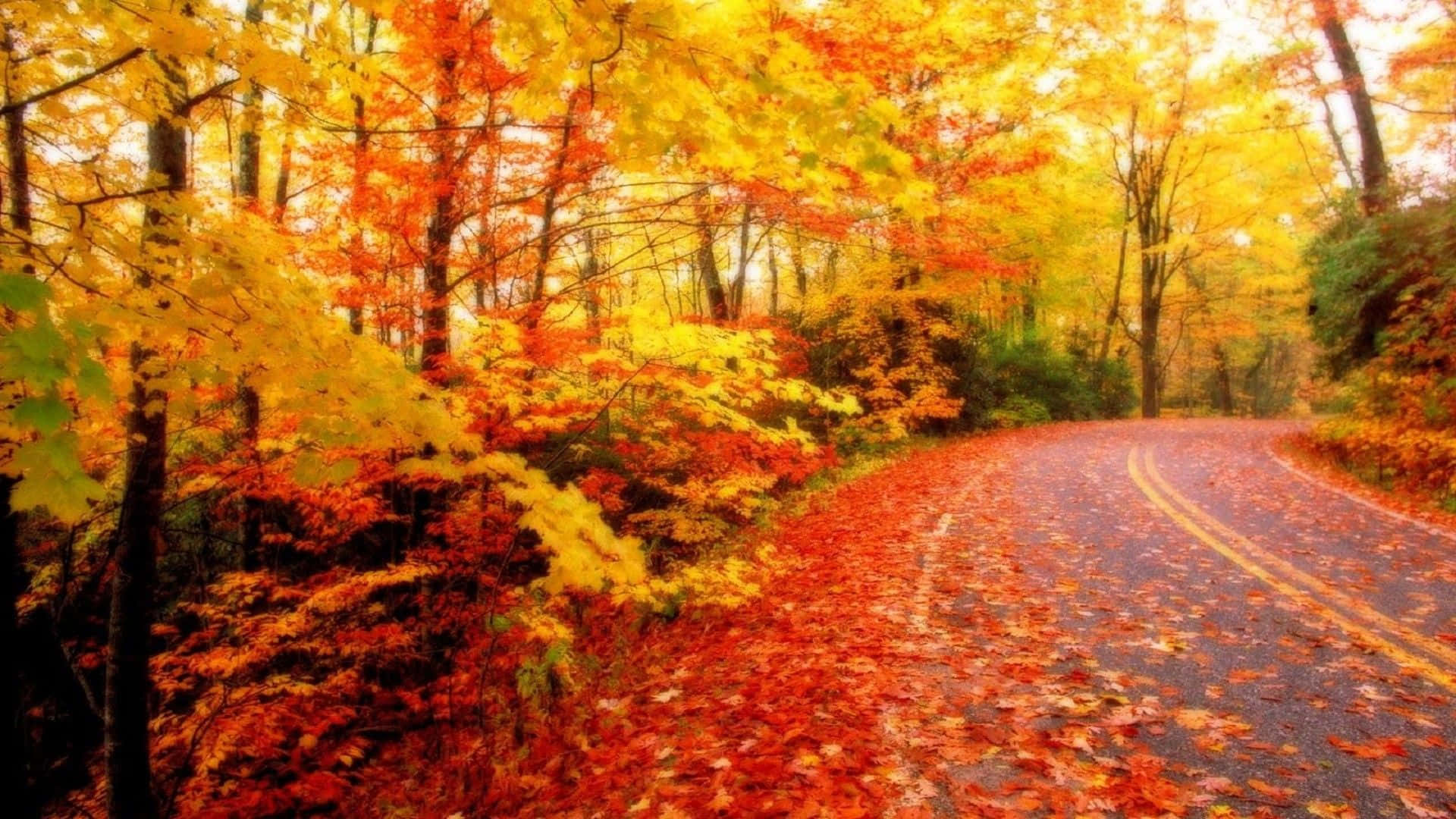 Herbstsaisonblätter Pennsylvanias Laufwerk Entlang Der Foliage Wallpaper