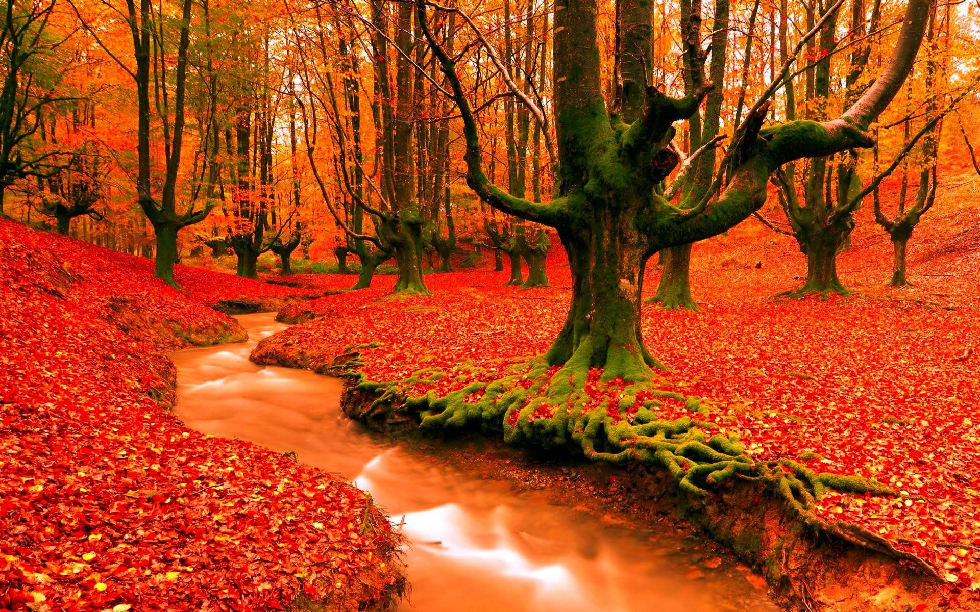 Wallpaper: Efteråret sæson oransje skov Tapet Wallpaper
