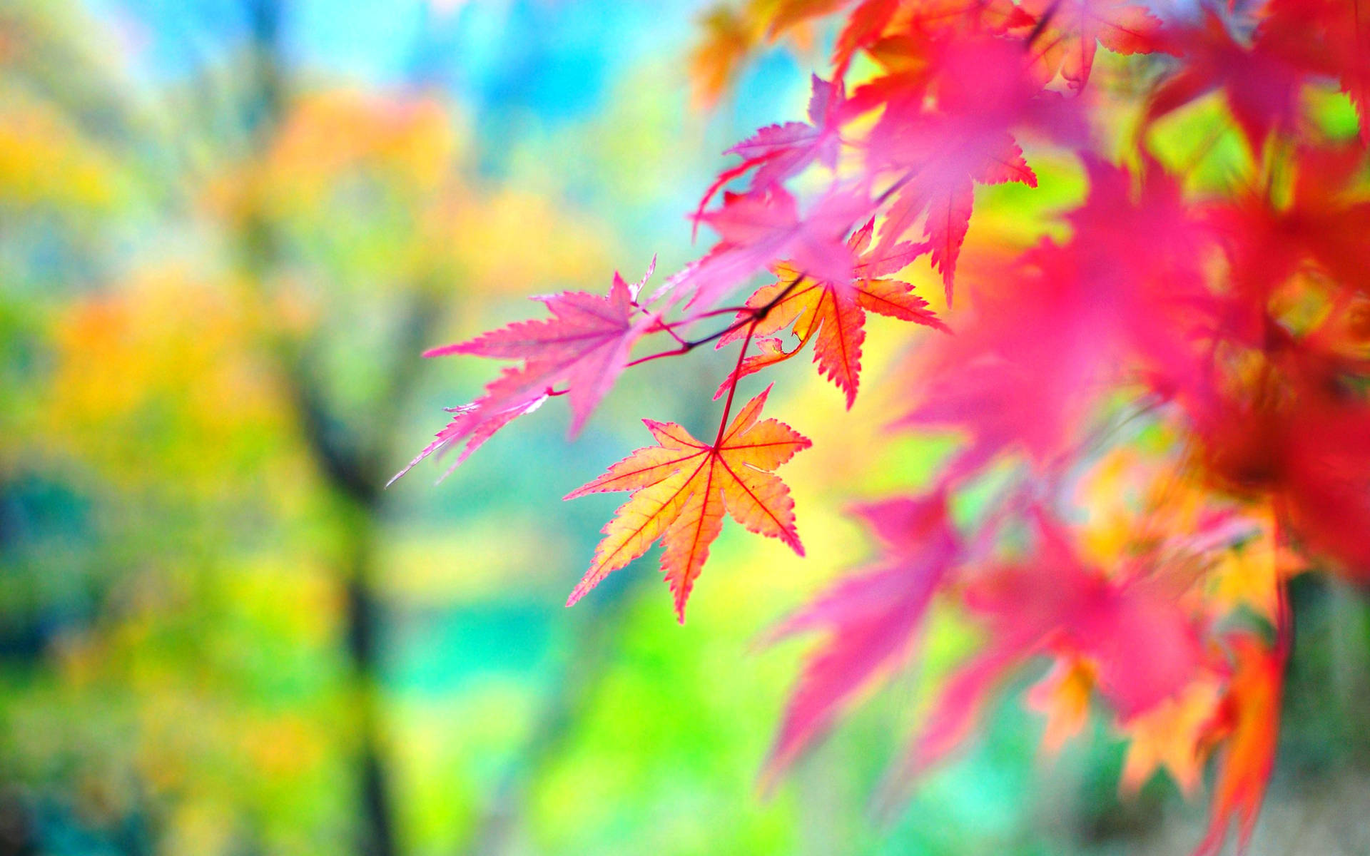 Herbstsaisonpink Blätter Wallpaper