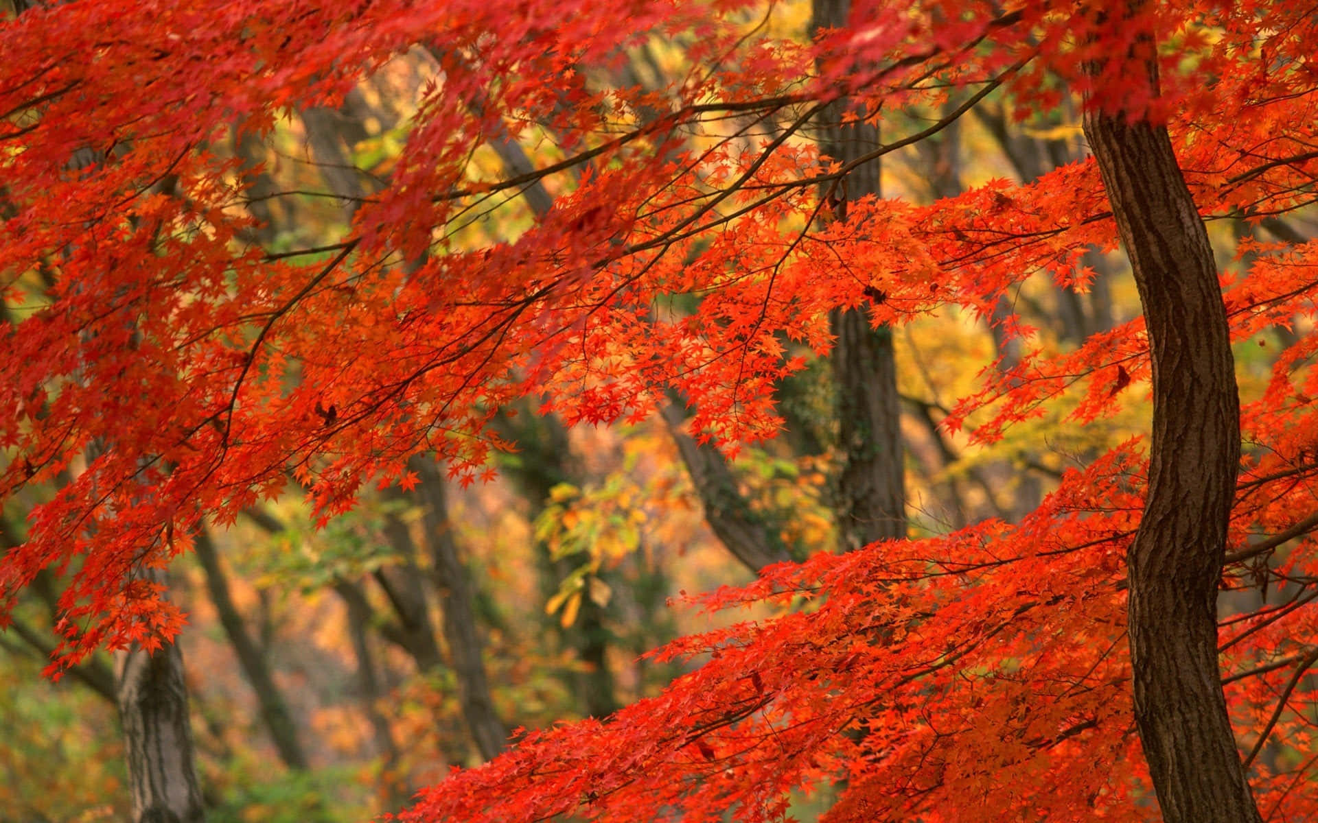 Autumn Season Rustic Orange Maple Trees Wallpaper
