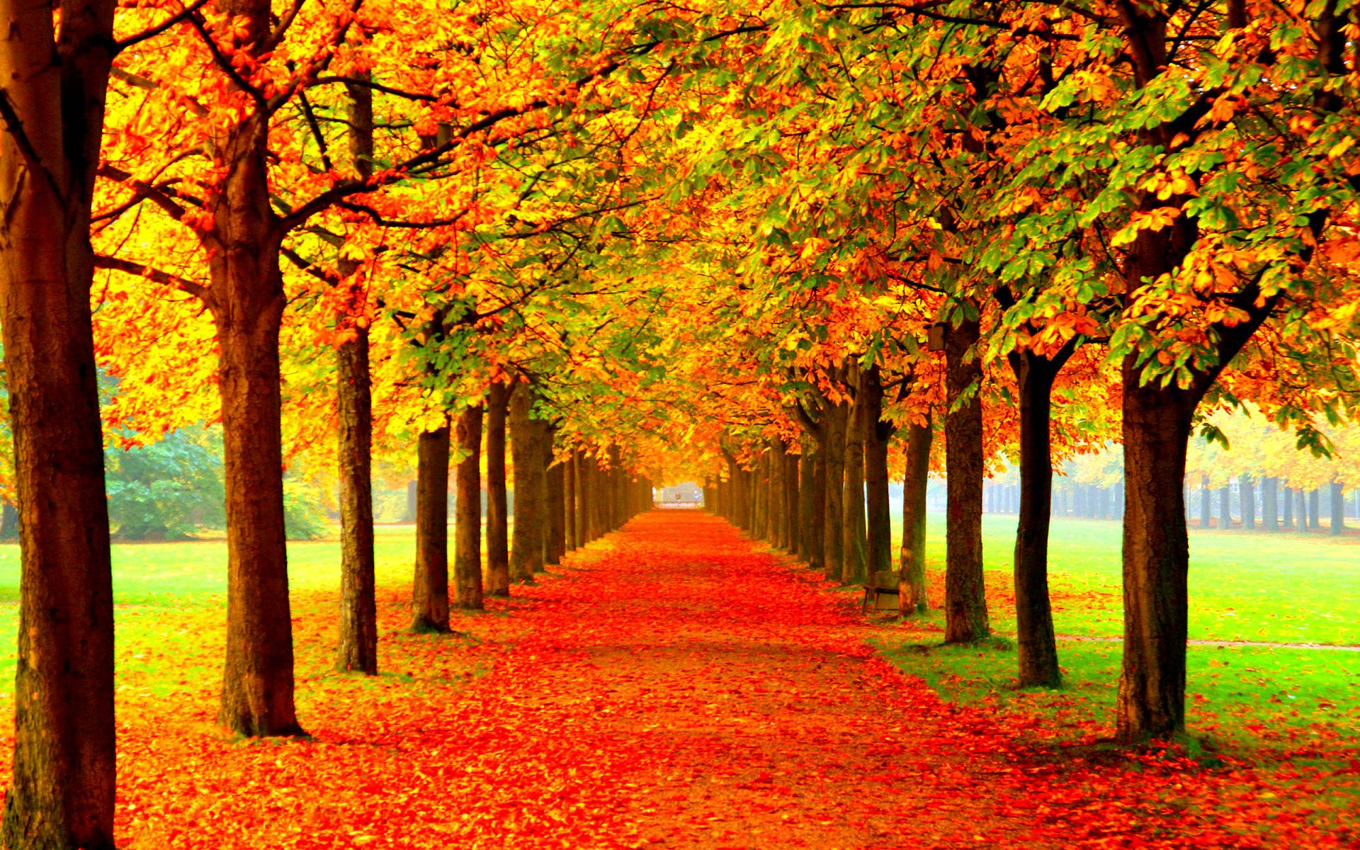 Herbstsaisonsymmetrische Bäume Wallpaper