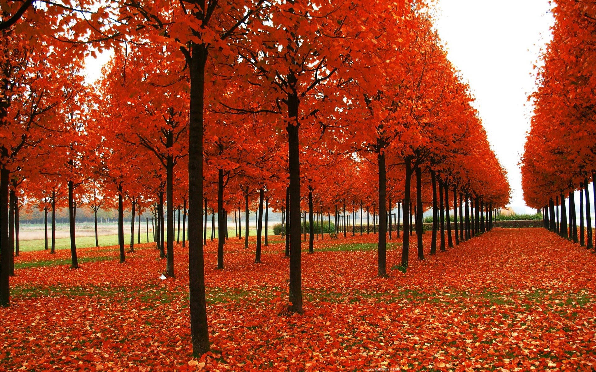 Autumn Season Tree Rows Wallpaper