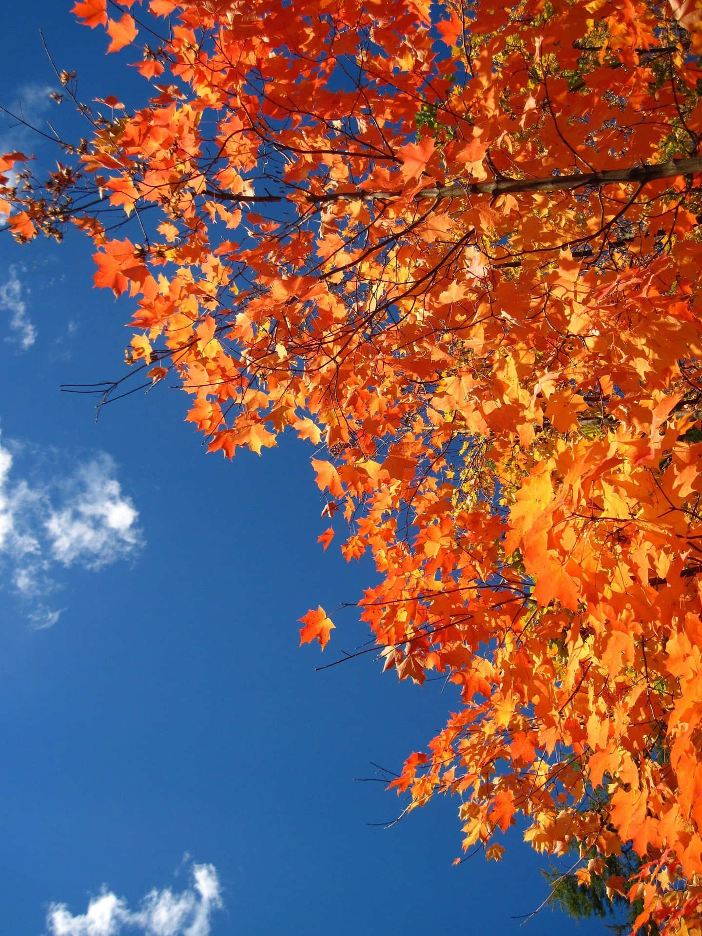 Autumn Sky Orange Leaves Wallpaper