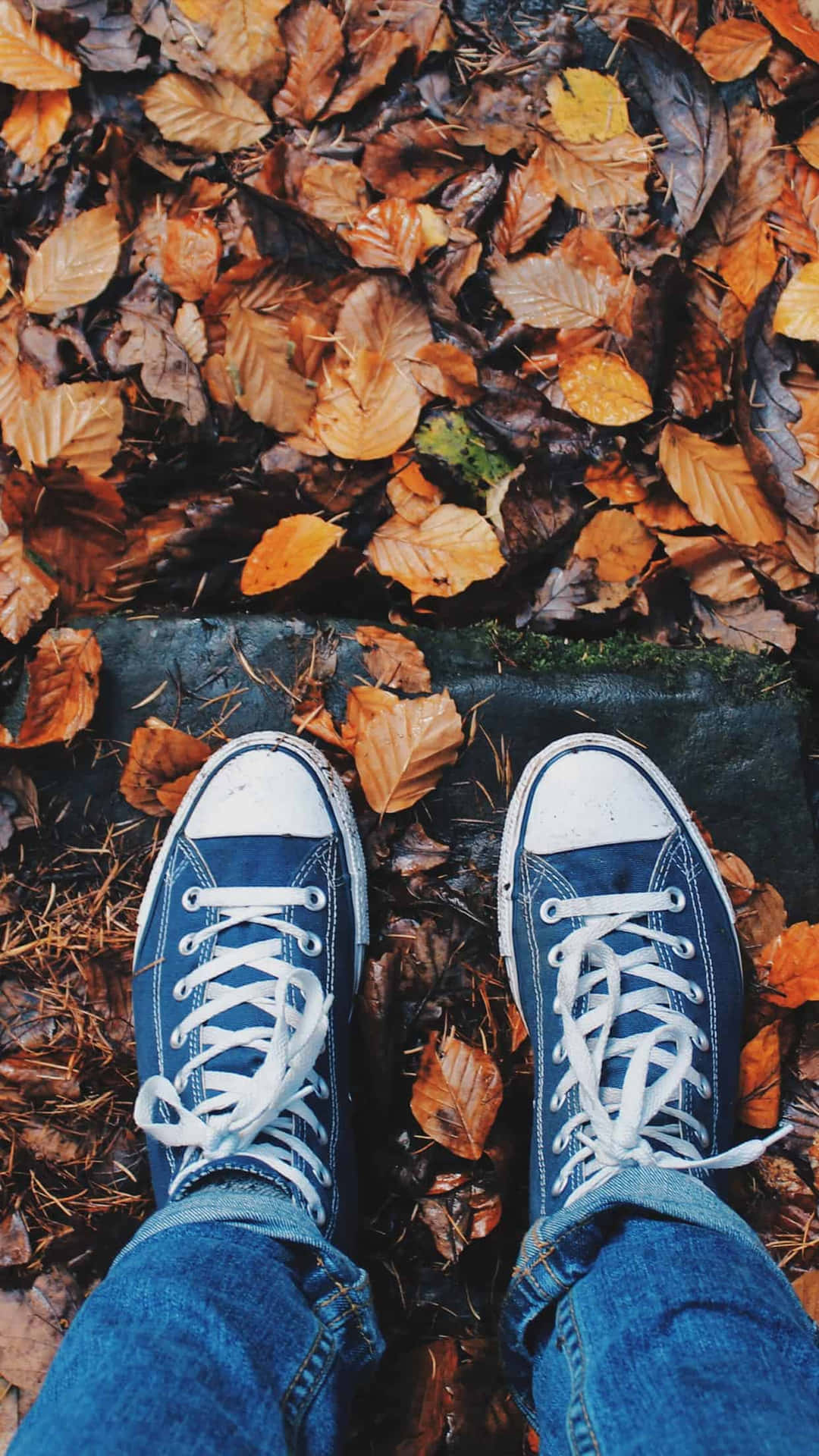 Autumn Sneakers Leaves Wallpaper