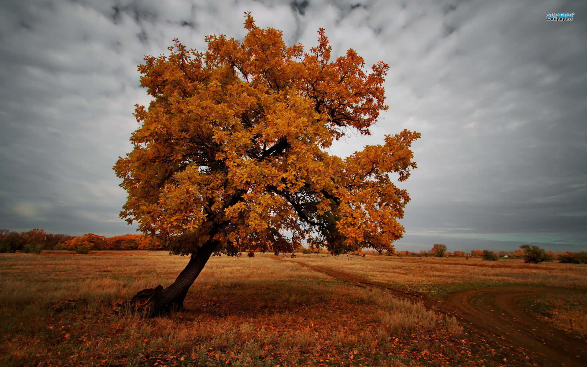 Autumn Solitude Tree Wallpaper