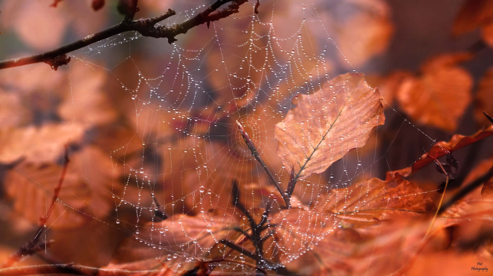 Autumn Spiderweb Dew Drops.jpg Wallpaper