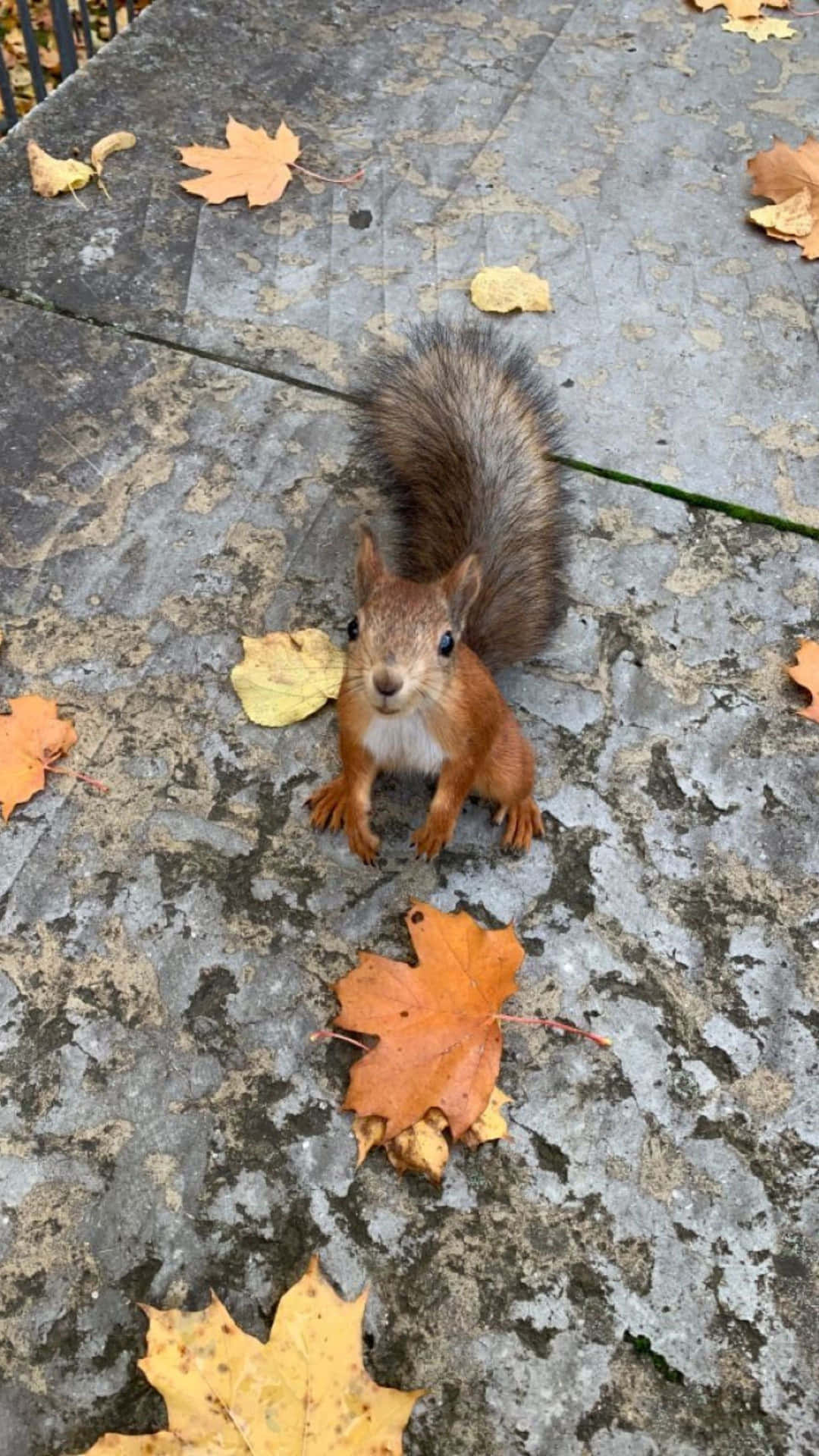 Autumn Squirrel Amidst Fallen Leaves Wallpaper