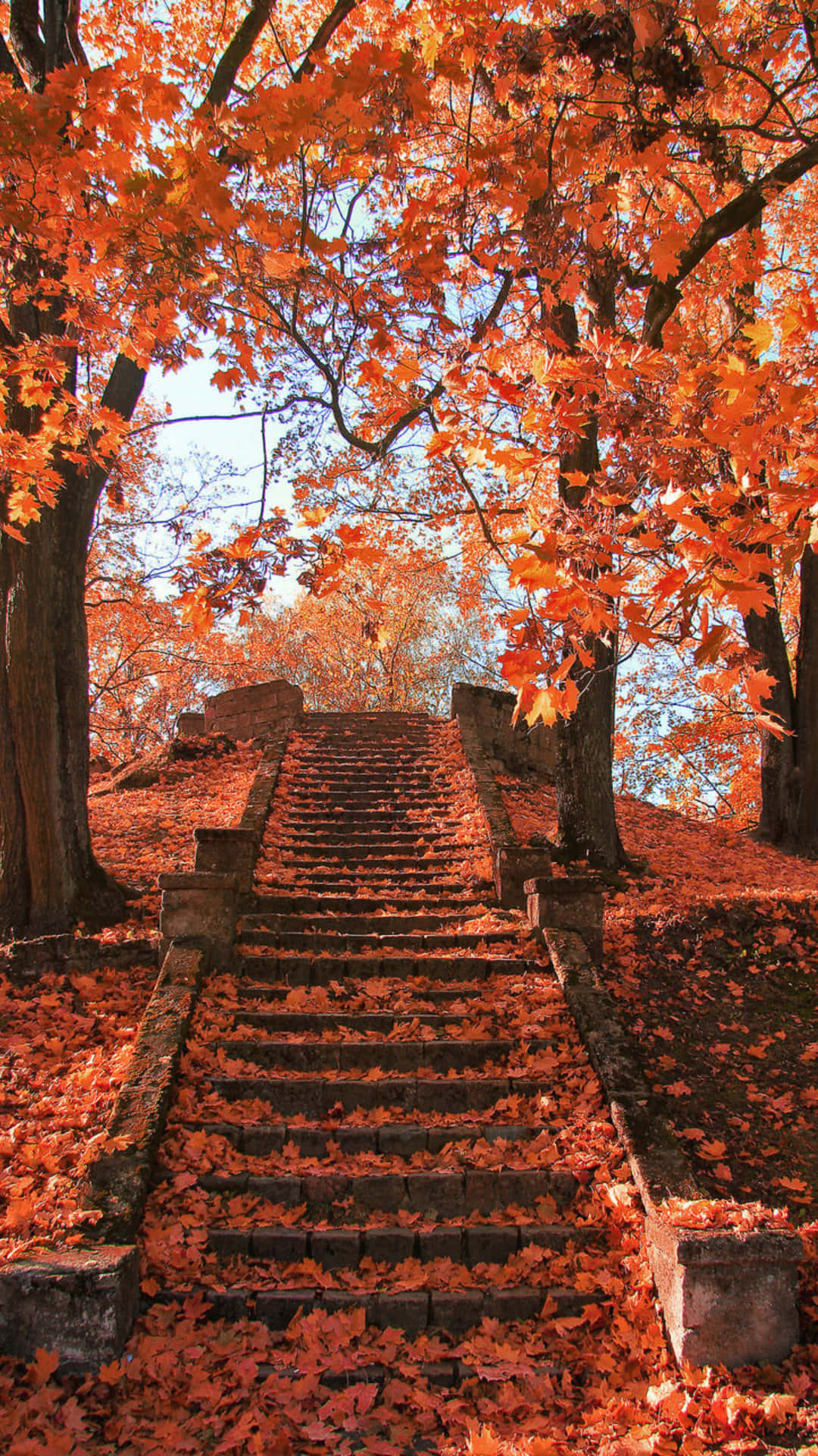 Autumn Staircase Canopy Fall Colors.jpg Wallpaper