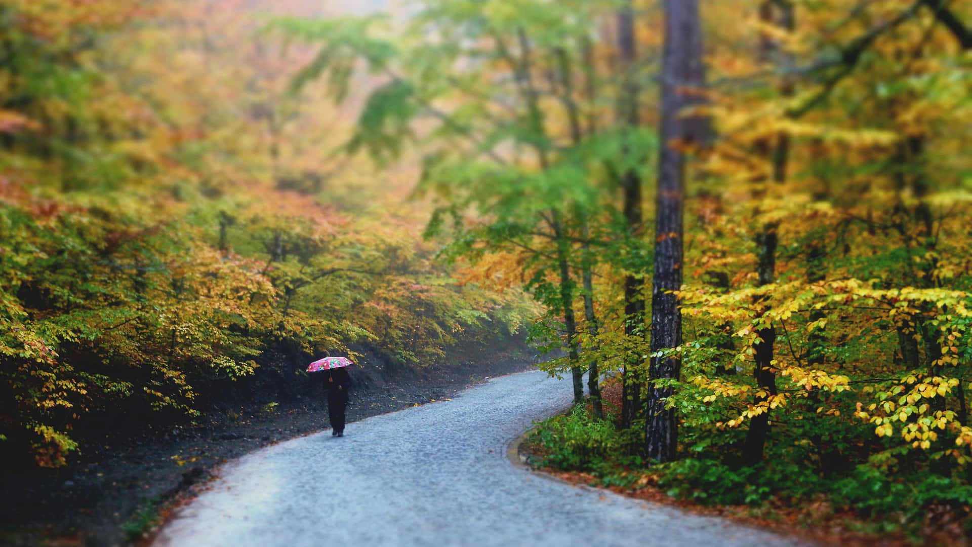 Herfstwandeling In Het Regenachtige Park Achtergrond