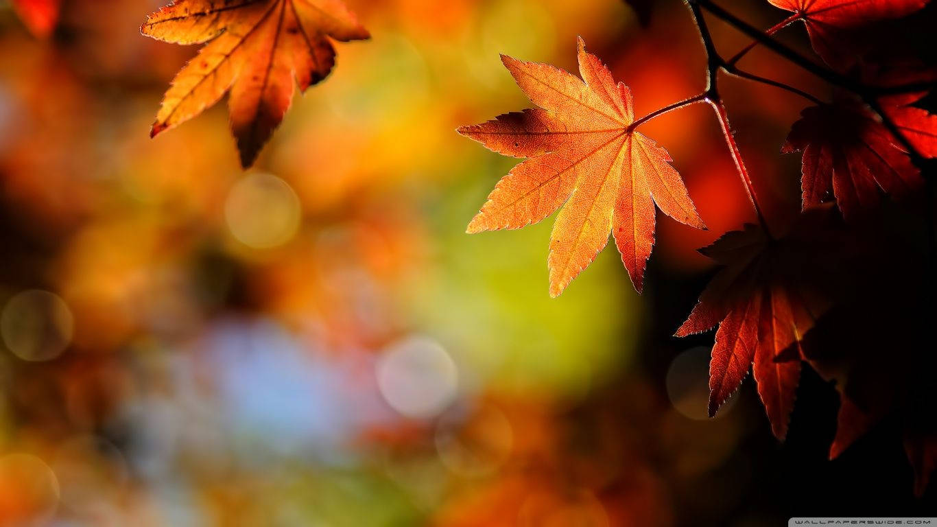 Red orange leaves of maple tree during autumn season.
